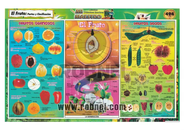 Fruto Partes Y Clasificacion